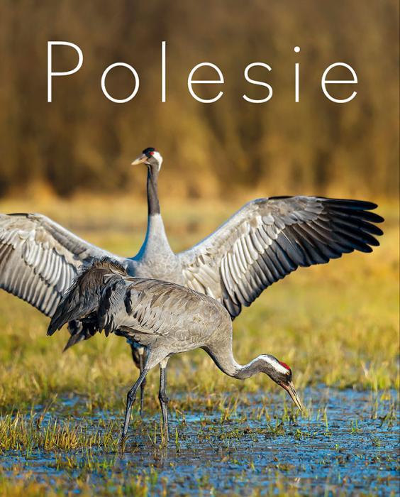 Polesie