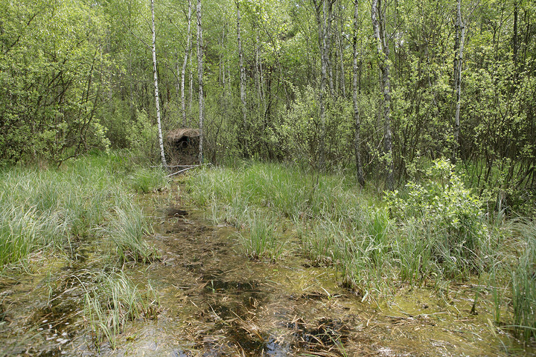 Buda przy żurawiu, Poleski PN, maj 2016