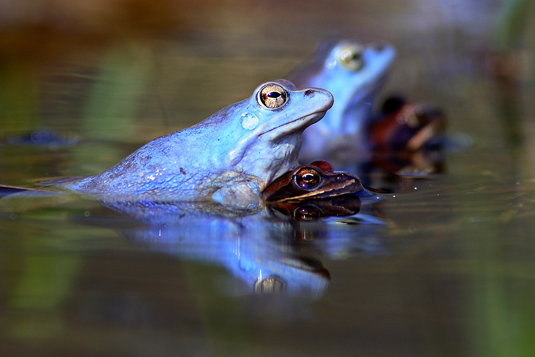 Żaby moczarowe