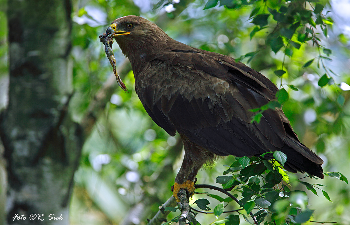 Orlik grubodzioby z żabą