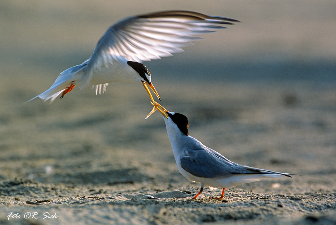 Rybitwy białoczelne